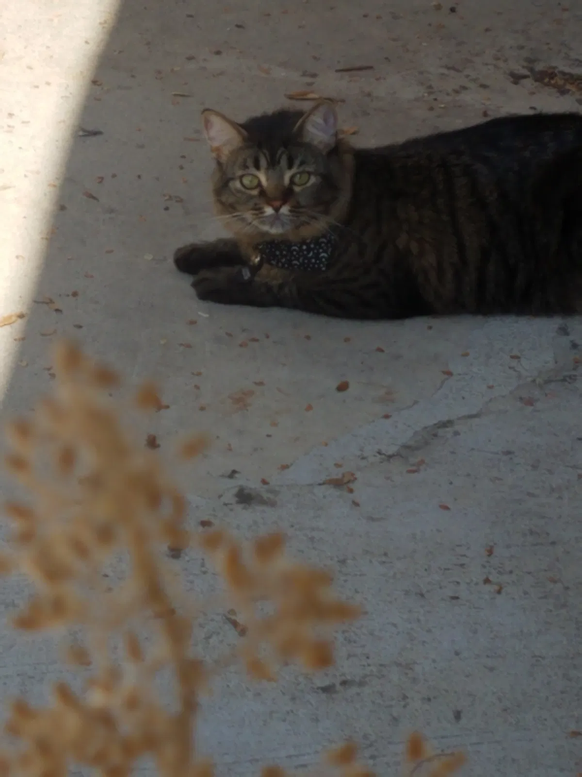 Lost cat in Los Alamitos, CA, 90720