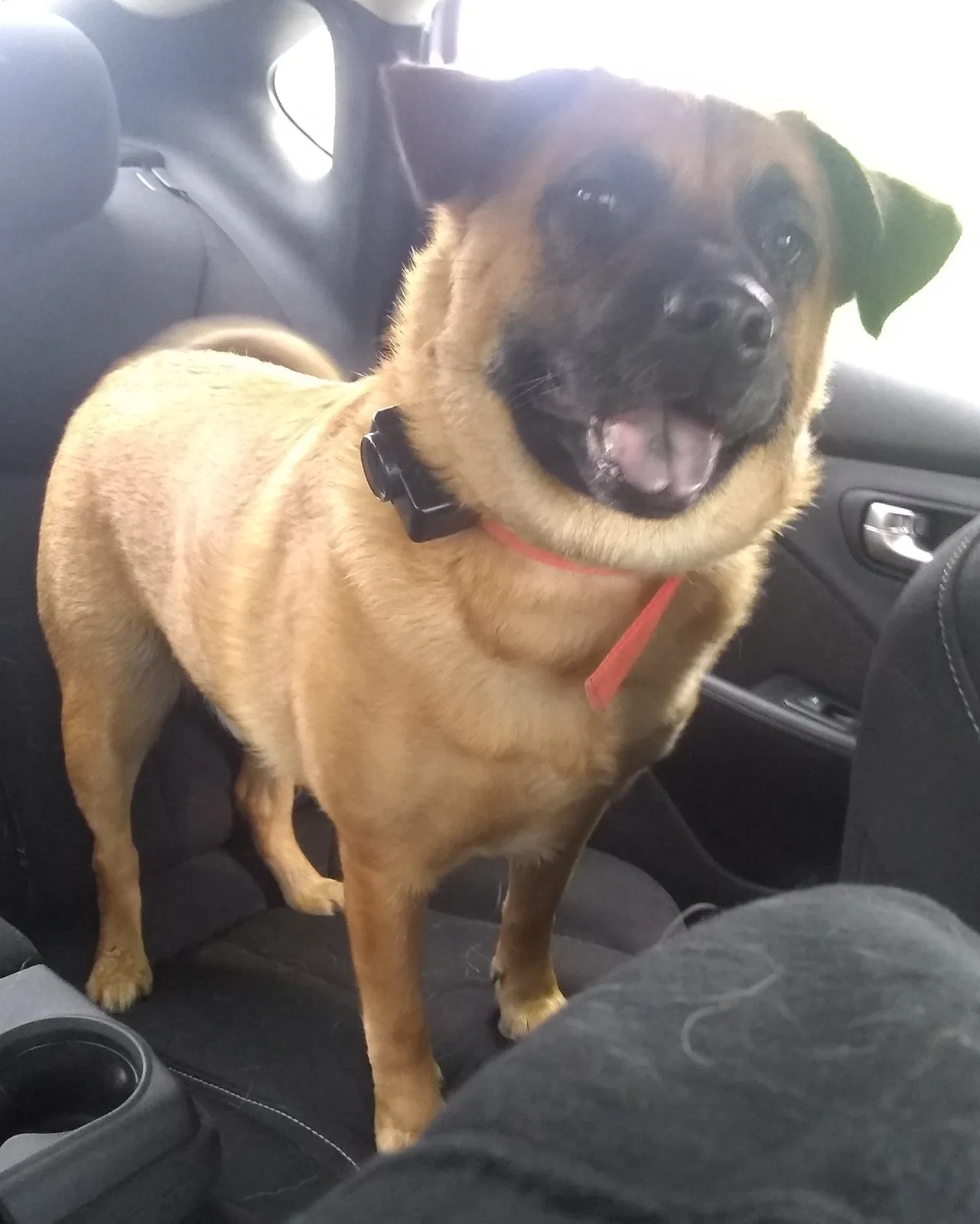Lost dog in Ashtabula, OH, 44004