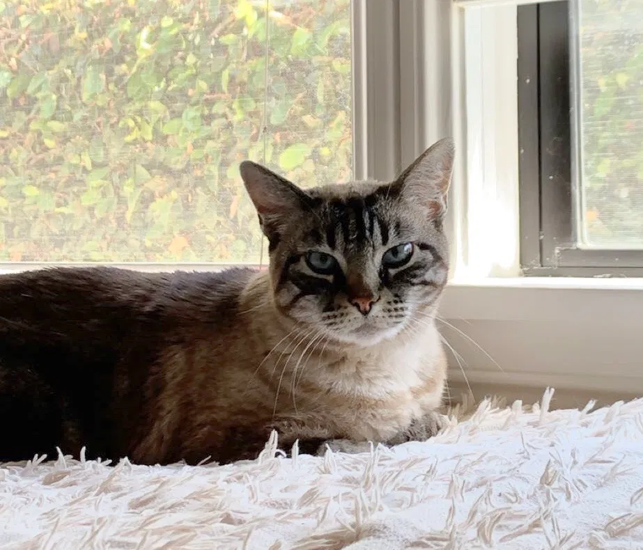 Lost cat in Long Beach, CA, 90808