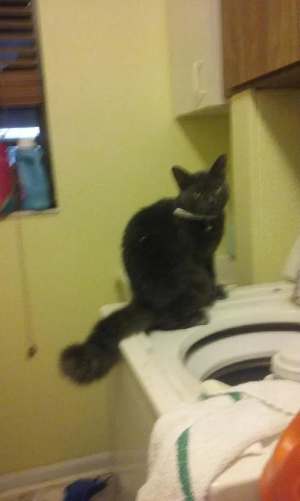 Lost cat in Valrico, FL, 33596