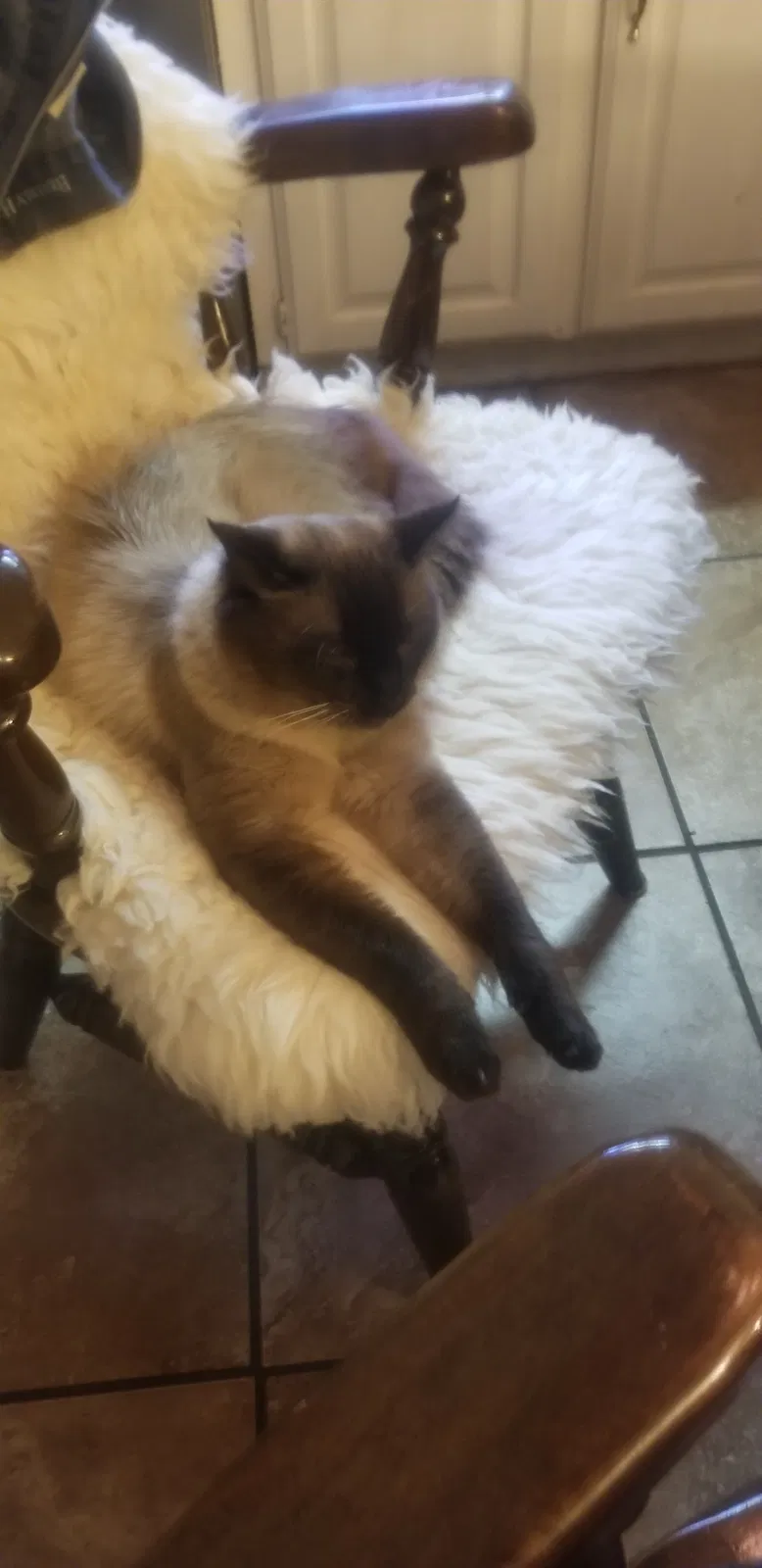 Lost cat in Petal, MS, 39465