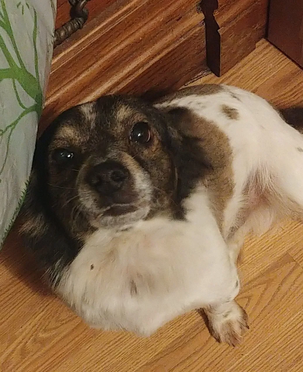 Lost dog in Bakersfield, CA, 93304
