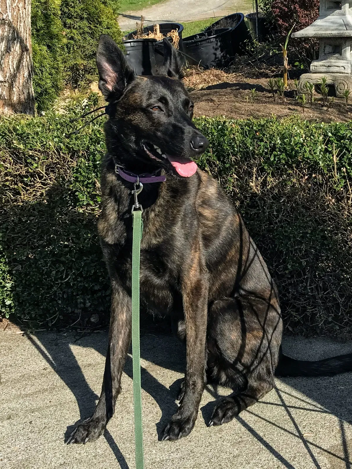 Lost dog in Gig Harbor, WA, 98329