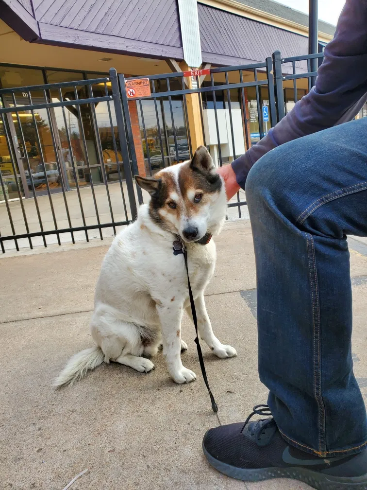 Lost dog in Idledale, CO, 80453