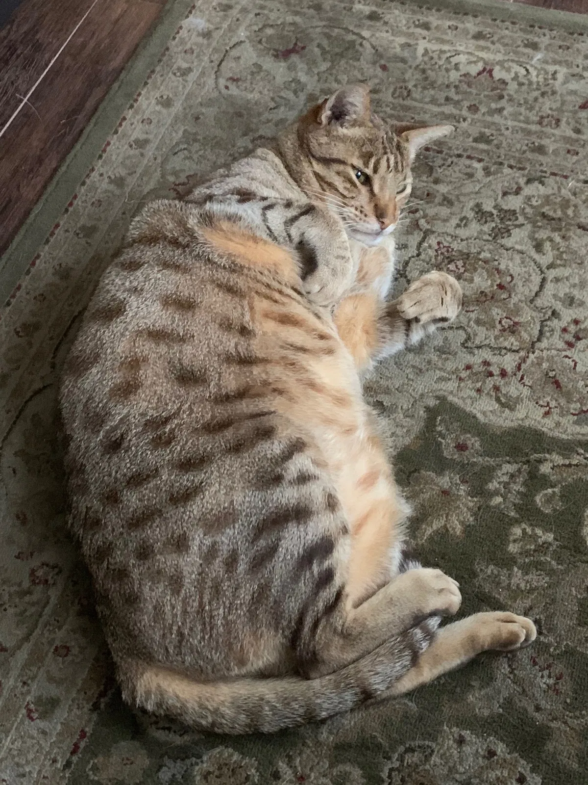 Lost cat in San Marcos, CA, 92078