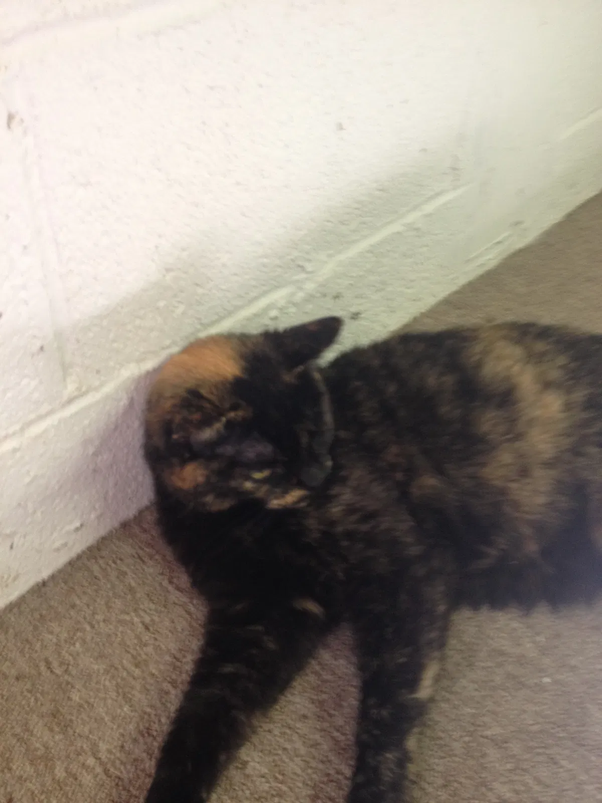 Lost cat in Littleton, CO, 80126