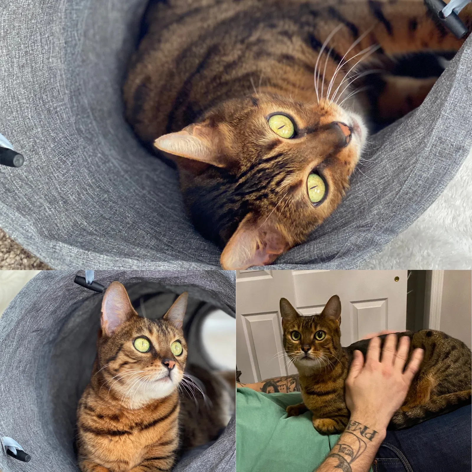 Lost cat in Huntington Station, NY, 11746