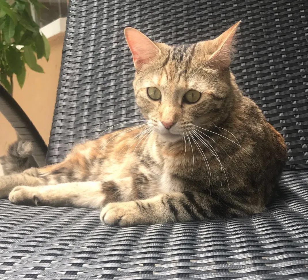 Lost cat in Hudson, FL, 34667