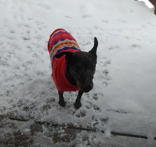 Lost dog in Kresgeville, PA, 18333