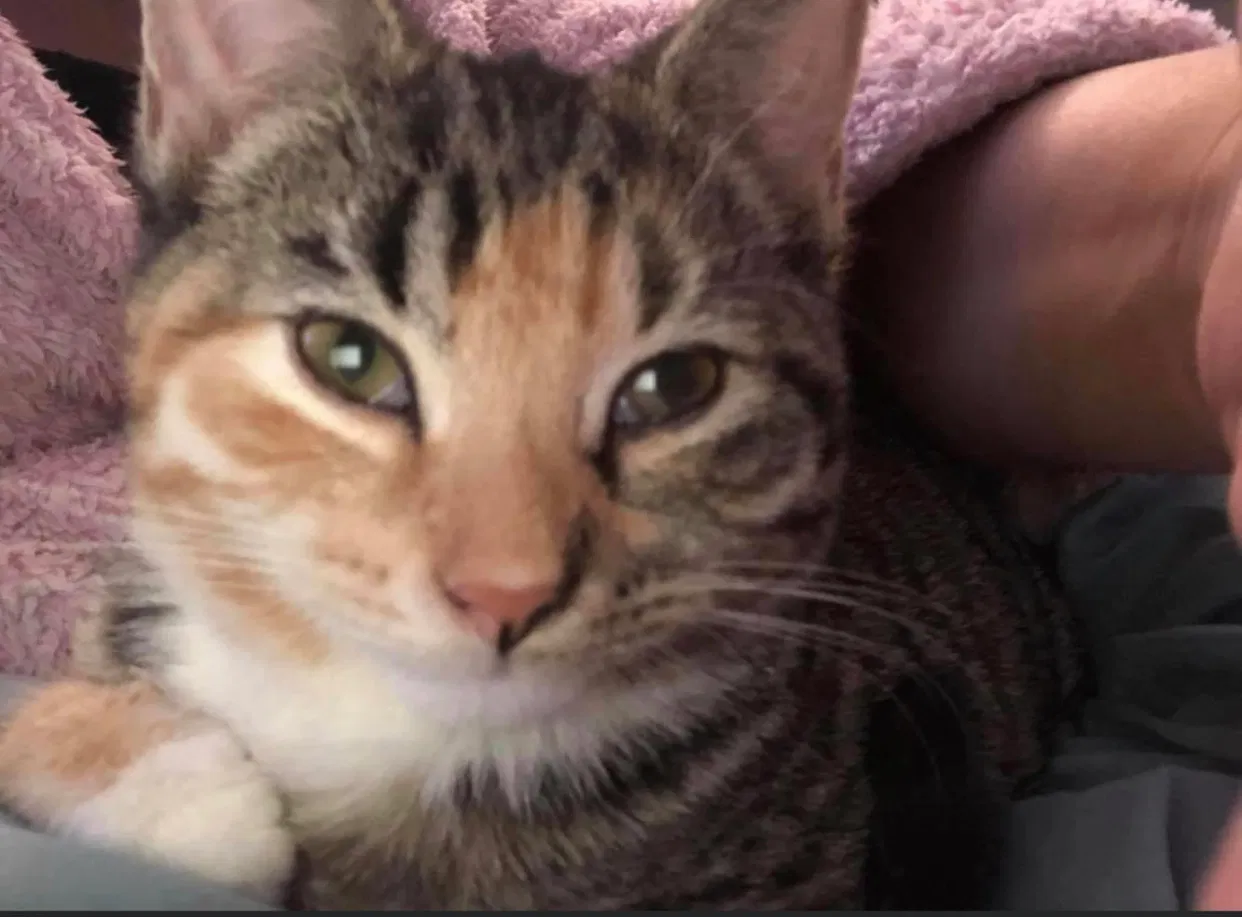 Lost cat in Poughkeepsie, NY, 12603