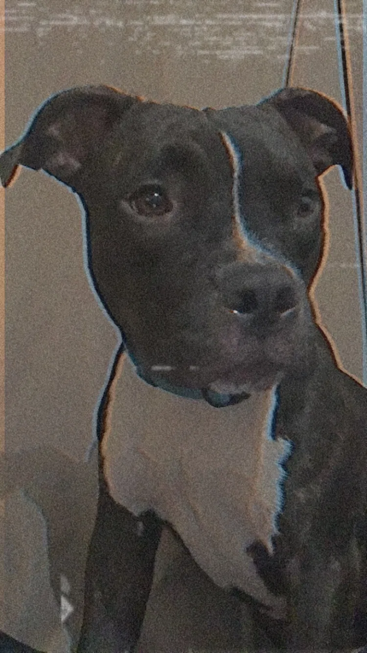 Lost dog in San Antonio, TX, 78214