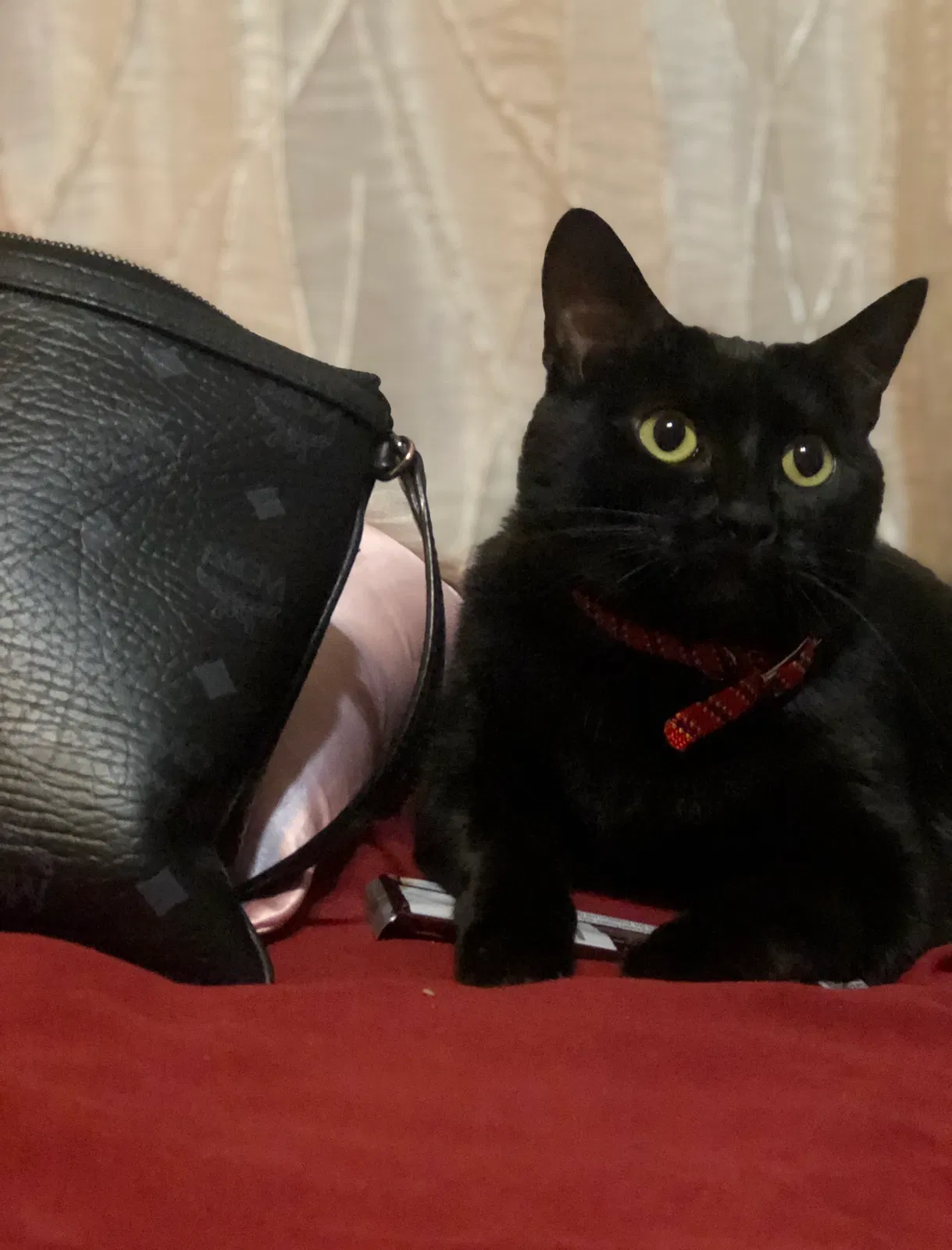 Lost cat in Thousand Oaks, CA, 91360