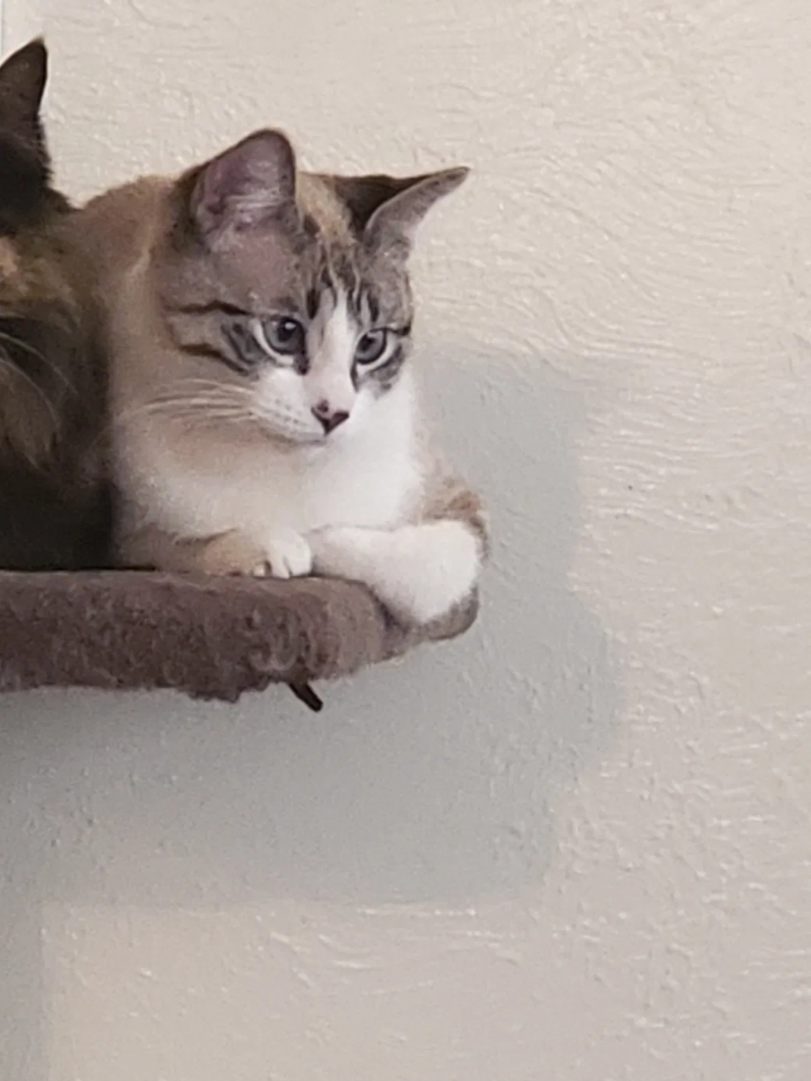 Lost cat in Colorado Springs, CO, 80910