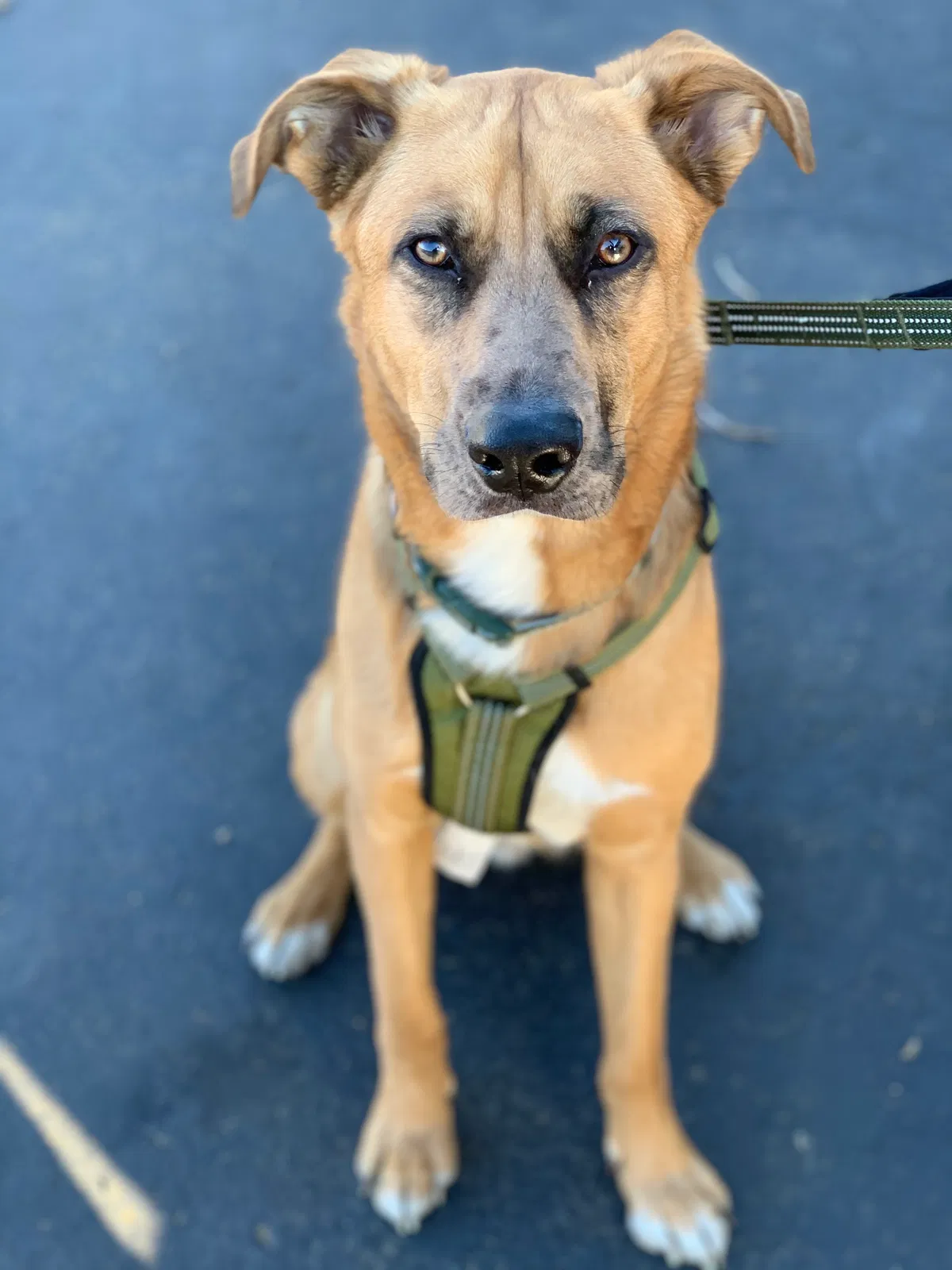 Lost dog in Portland, OR, 97223
