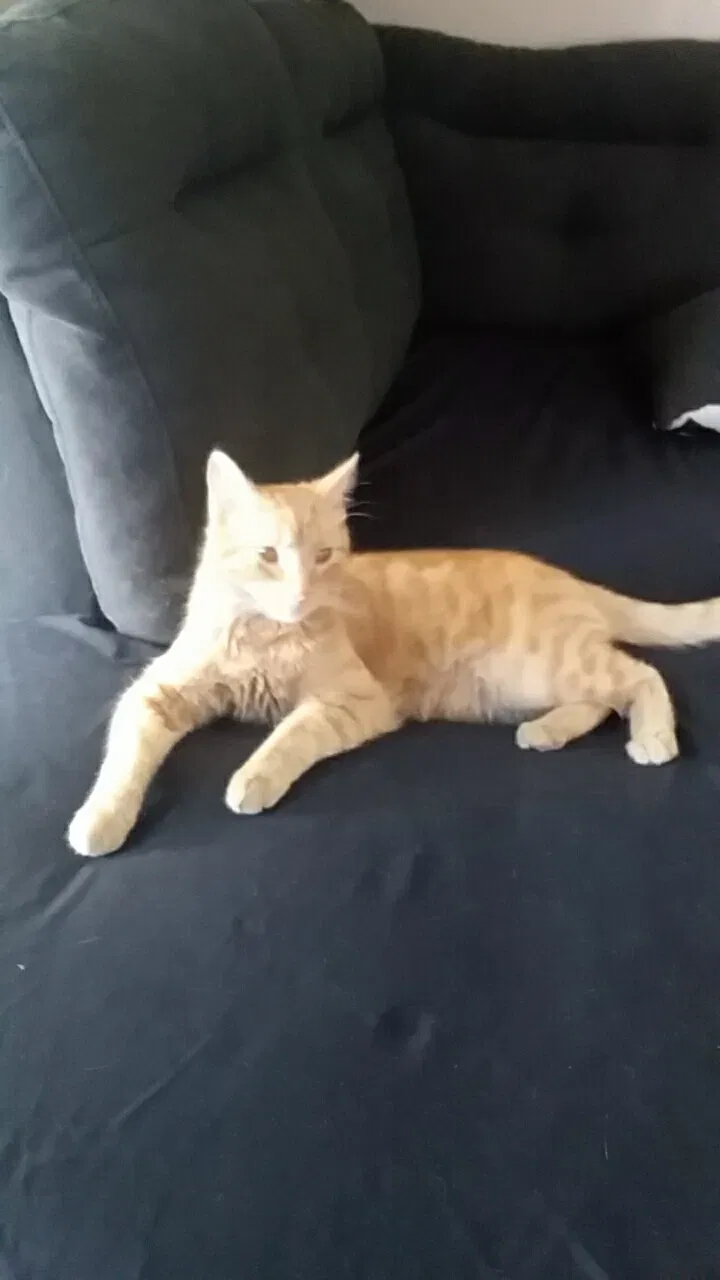 Lost cat in Ontario, CA, 91764
