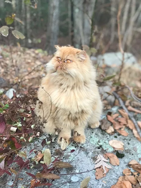Lost cat in Cross River, NY, 10518