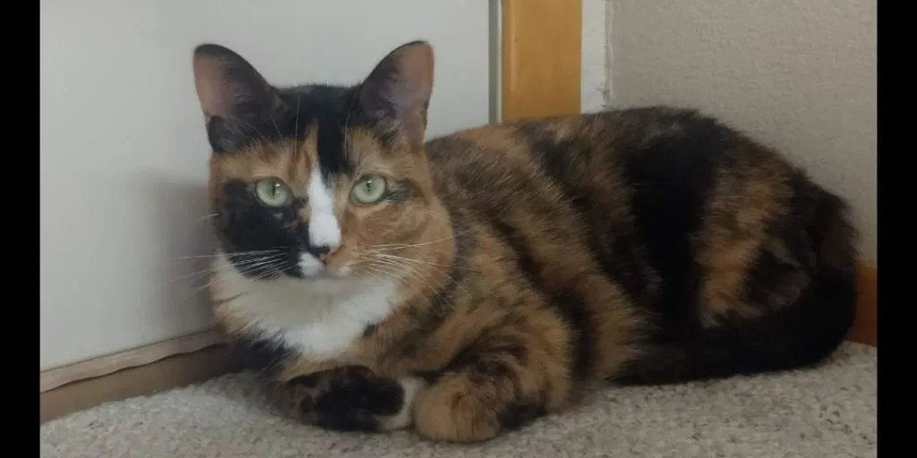 Lost cat in Albuquerque, NM, 87120