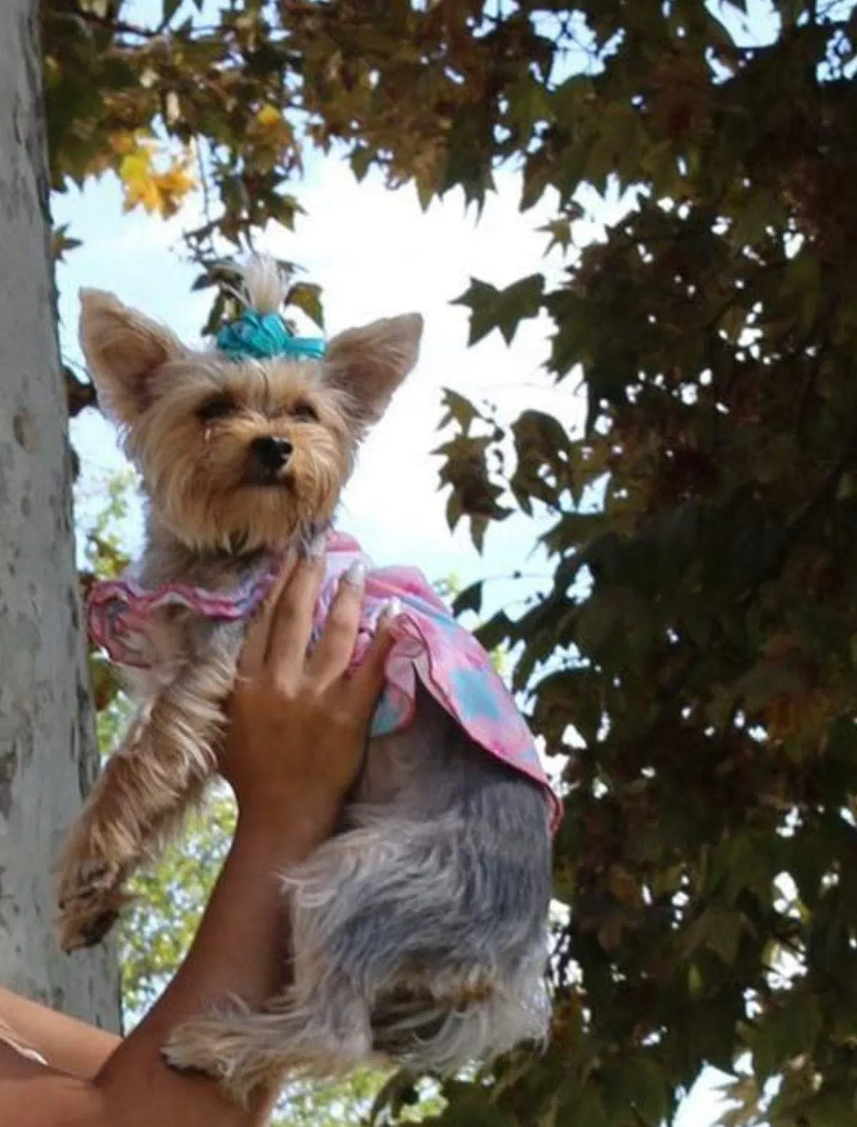 Lost dog in Bakersfield, CA, 93313
