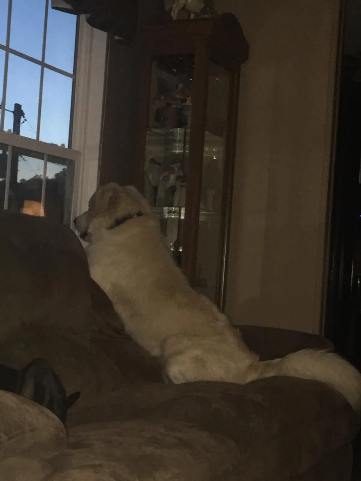 Lost dog in Lake City, TN, 37769