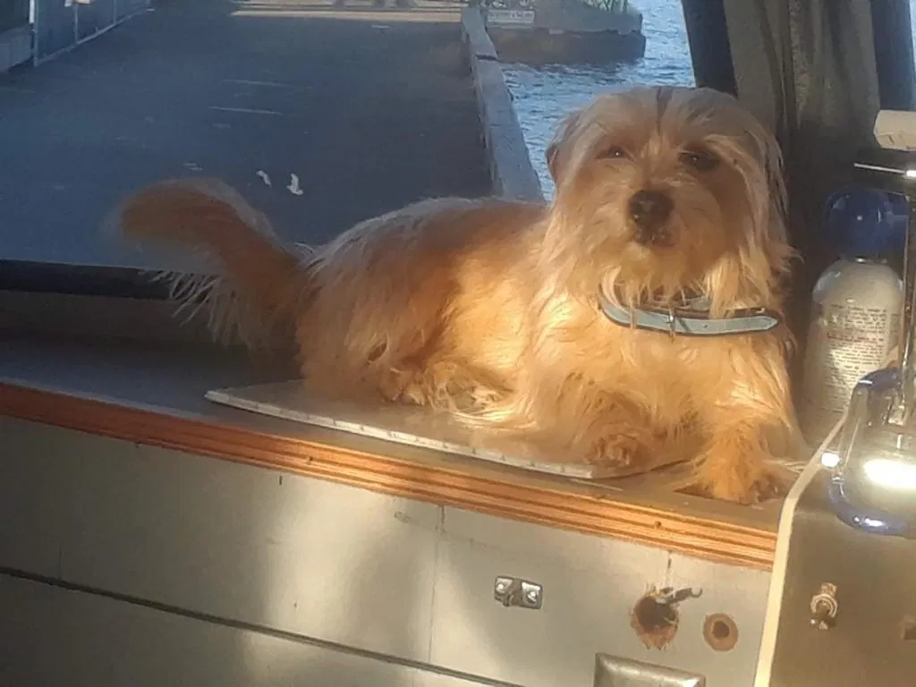 Lost dog in Lake Oswego, OR, 97035