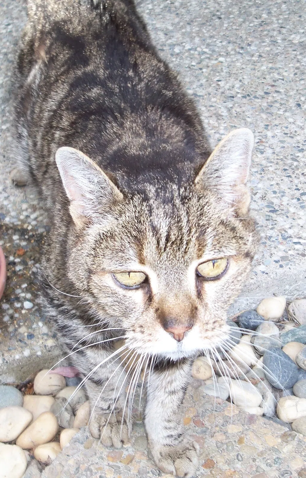 Lost cat in Elk Grove, CA, 95624