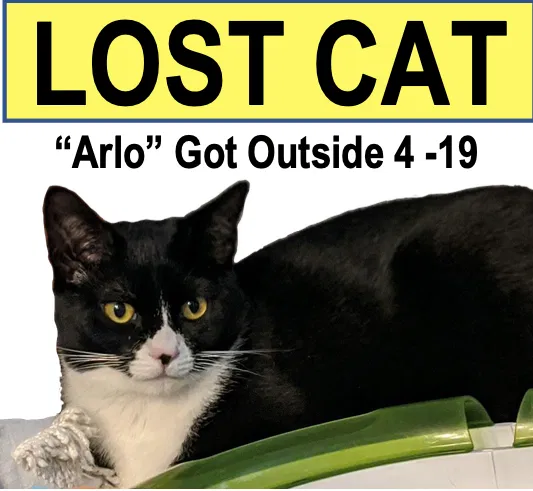 Lost cat in West Springfield, MA, 1089