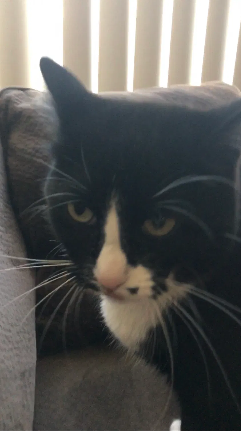 Lost cat in San Diego, CA, 92127