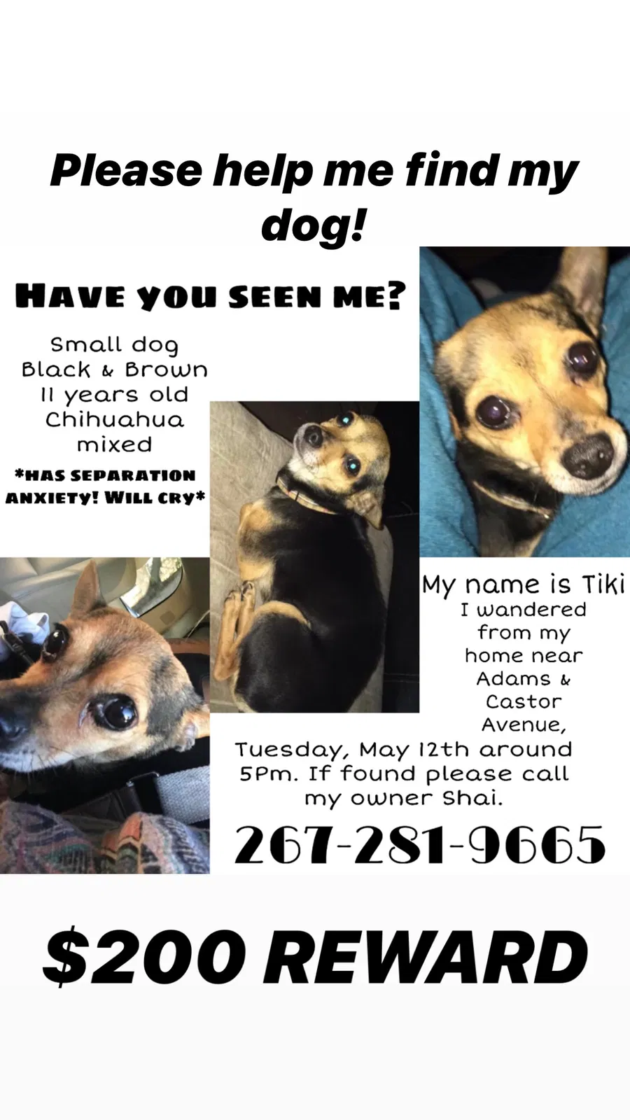 Lost dog in Philadelphia, PA, 19124