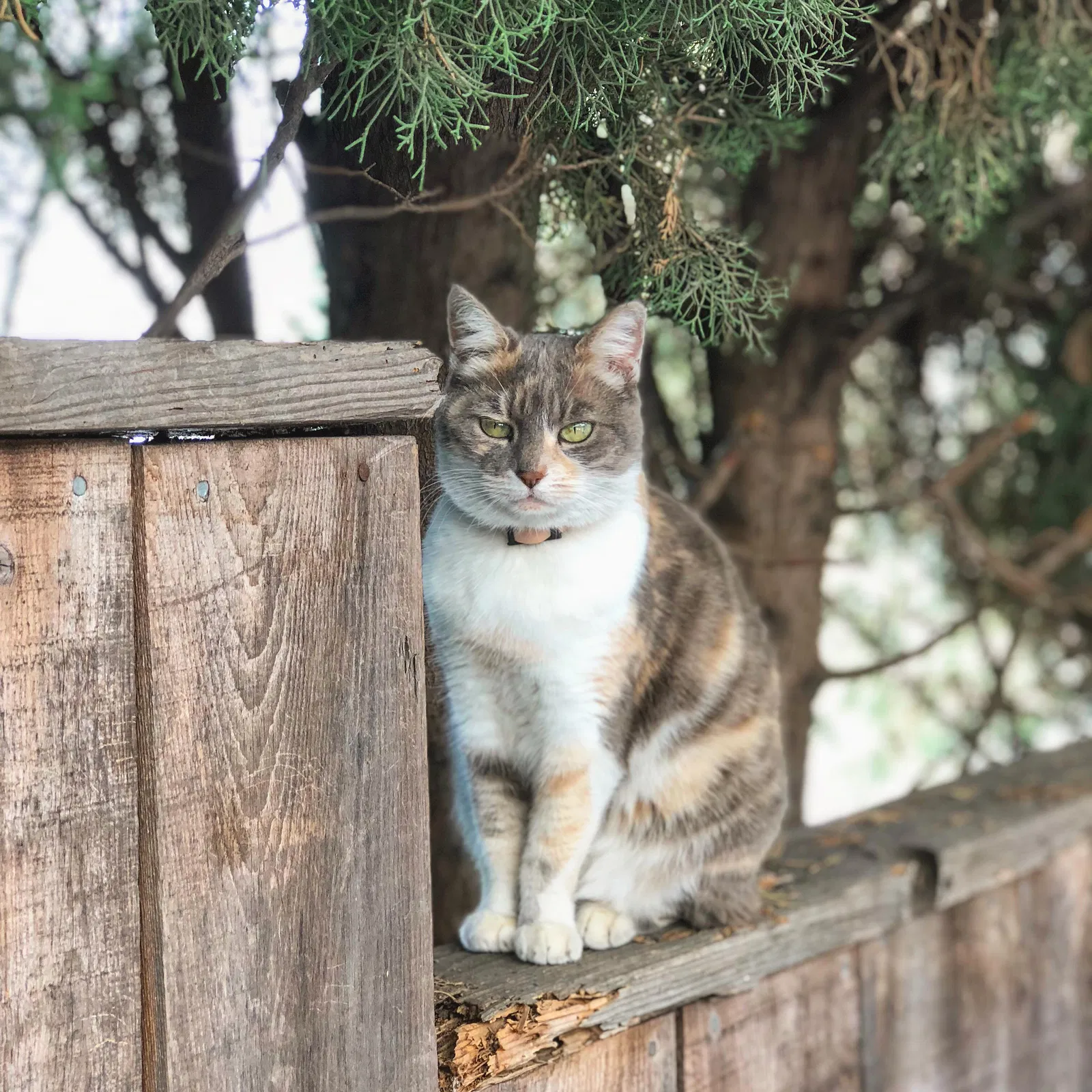 Lost cat in San Diego, CA, 92120