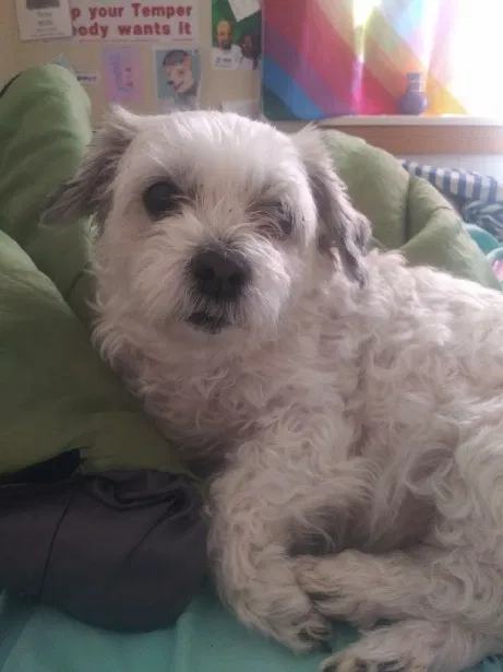 Lost dog in Portland, OR, 97233