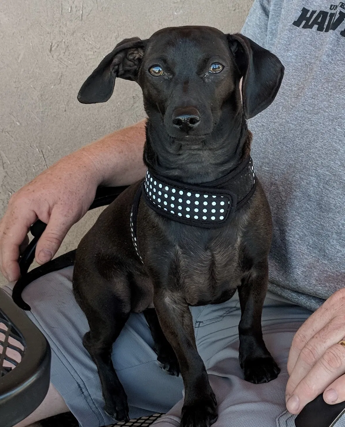 Lost dog in Albuquerque, NM, 87110