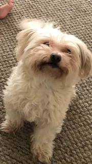 Lost dog in Los Angeles, CA, 90019