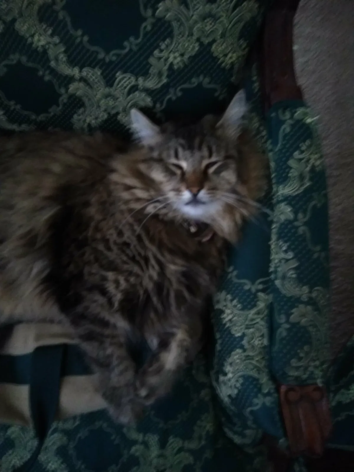 Lost cat in Fort Worth, TX, 76123