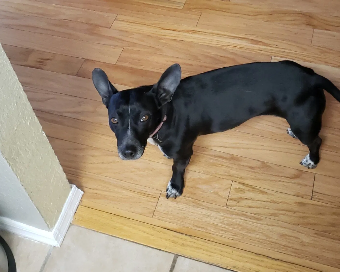 Lost dog in El Paso, TX, 79904