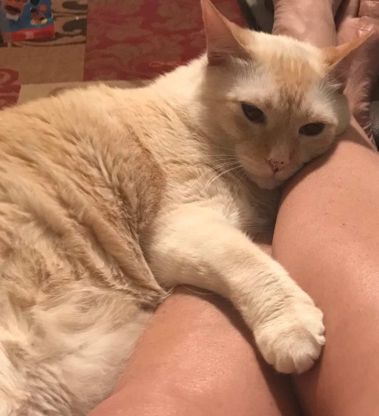 Lost cat in Slidell, LA, 70461