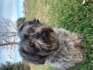 Lost dog in Denver, CO, 80239
