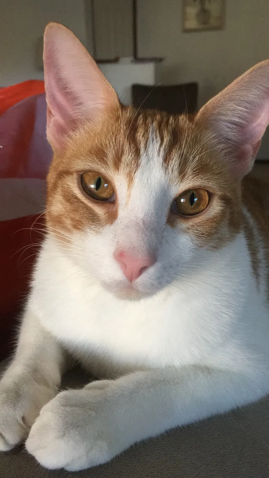 Lost cat in Orlando, FL, 32837
