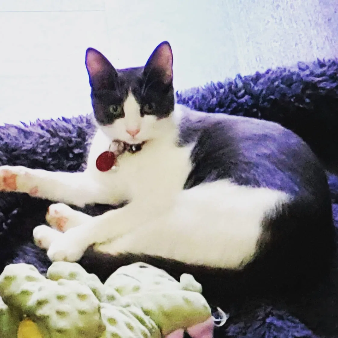 Lost cat in San Diego, CA, 92139
