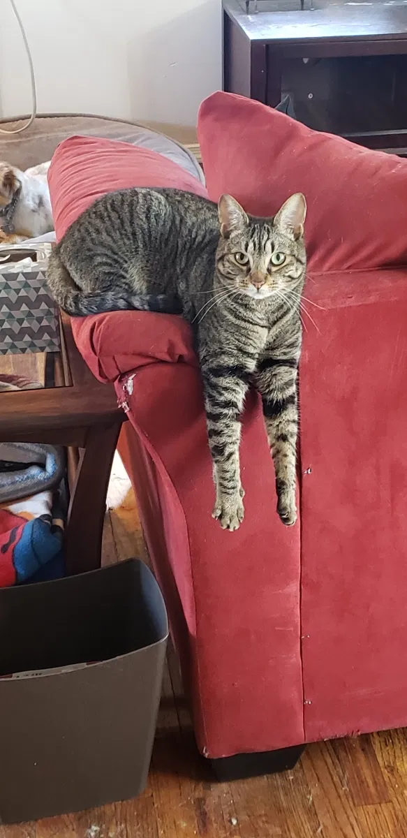 Lost cat in Boise, ID, 83709