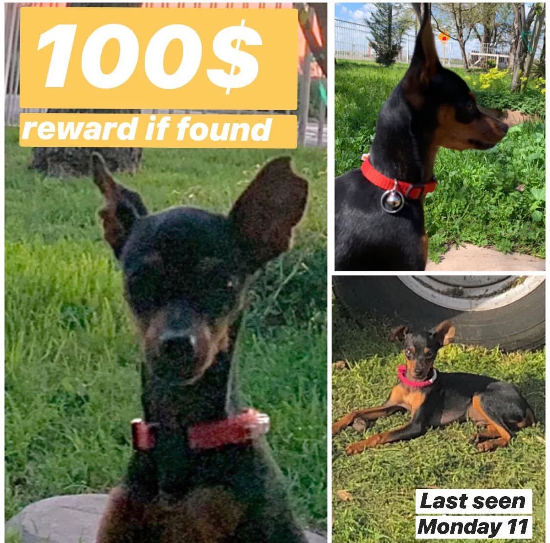 Lost dog in Fresno, CA, 93706