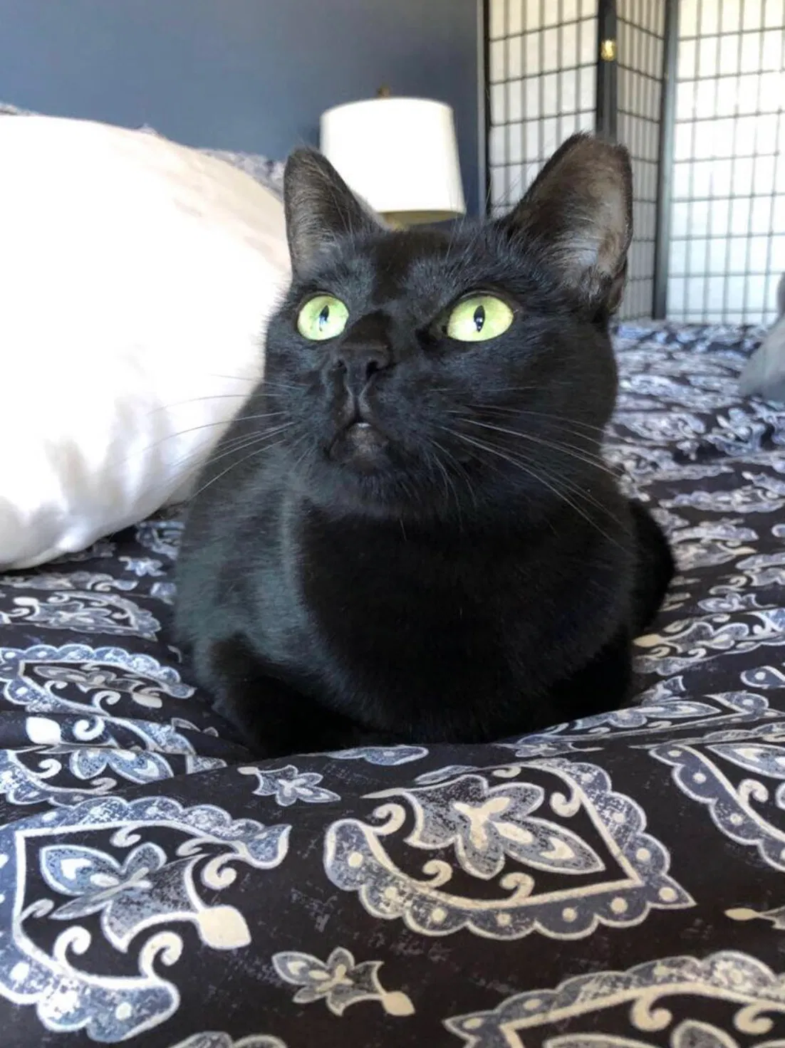 Lost cat in San Marcos, CA, 92078