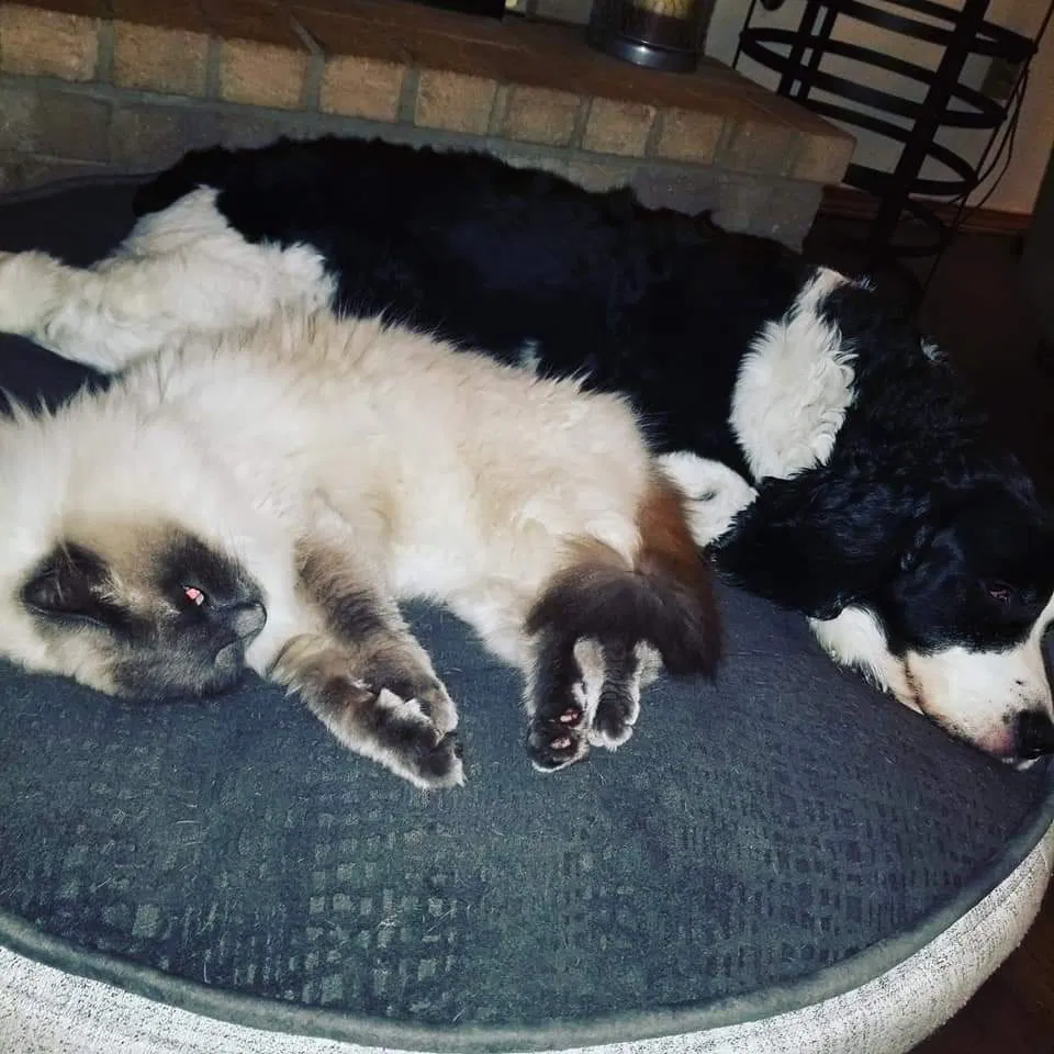 Lost cat in Spokane, WA, 99218