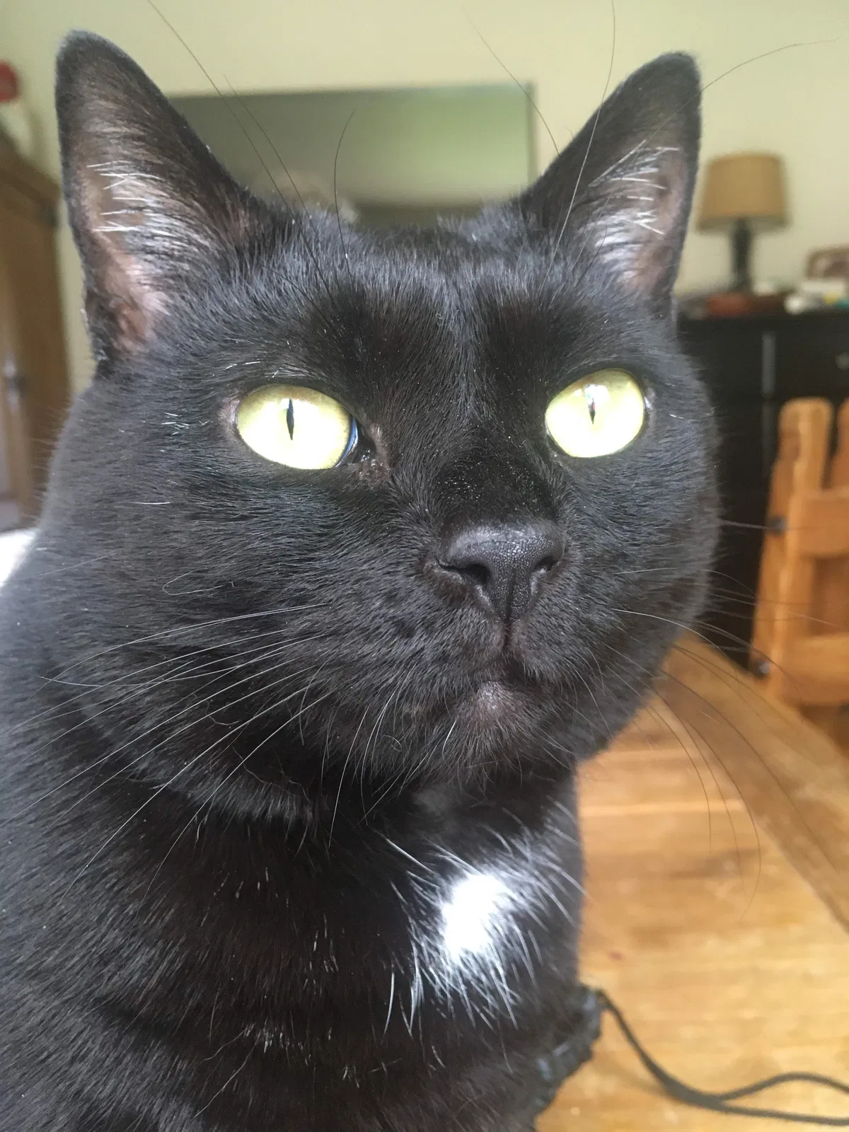 Lost cat in Lancaster, PA, 17601