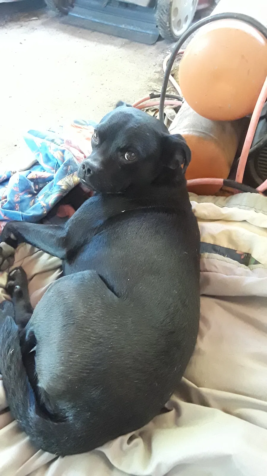 Lost dog in Denham Springs, LA, 70726