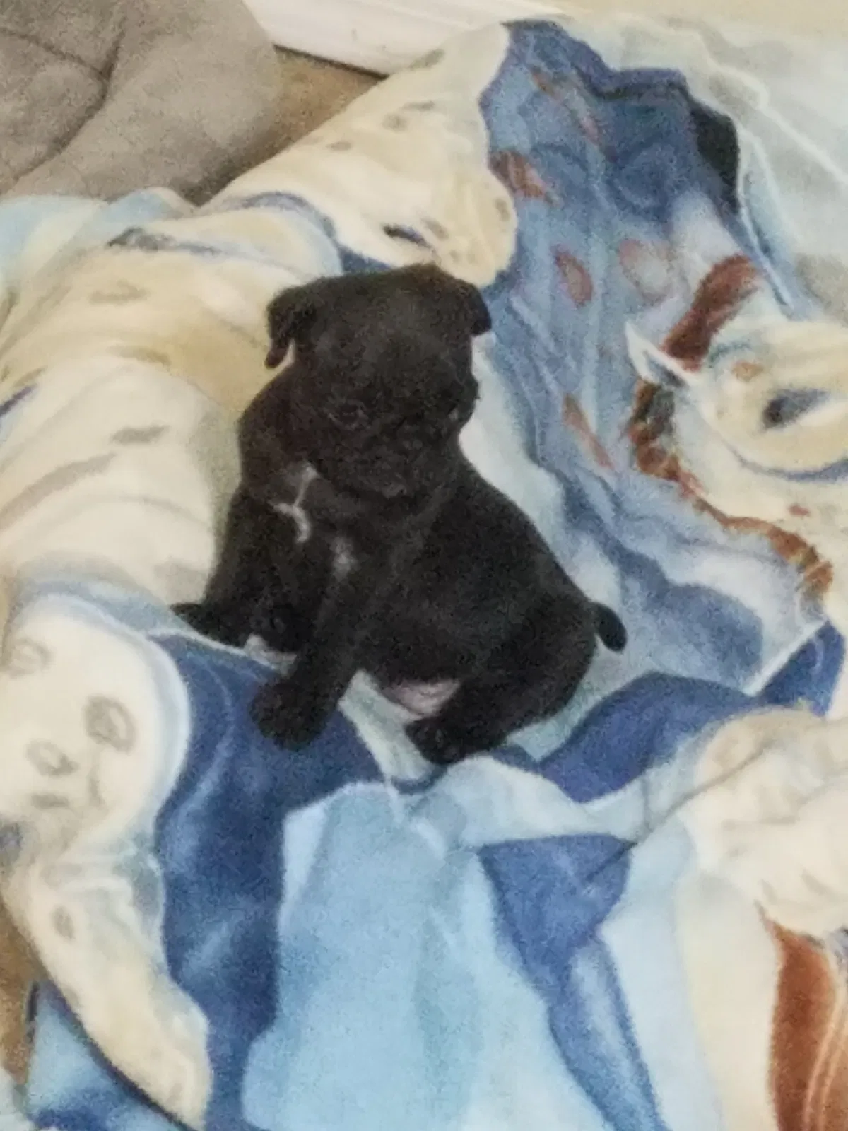 Lost dog in Krum, TX, 76249
