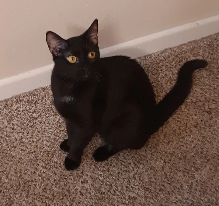 Lost cat in Rockford, IL, 61114