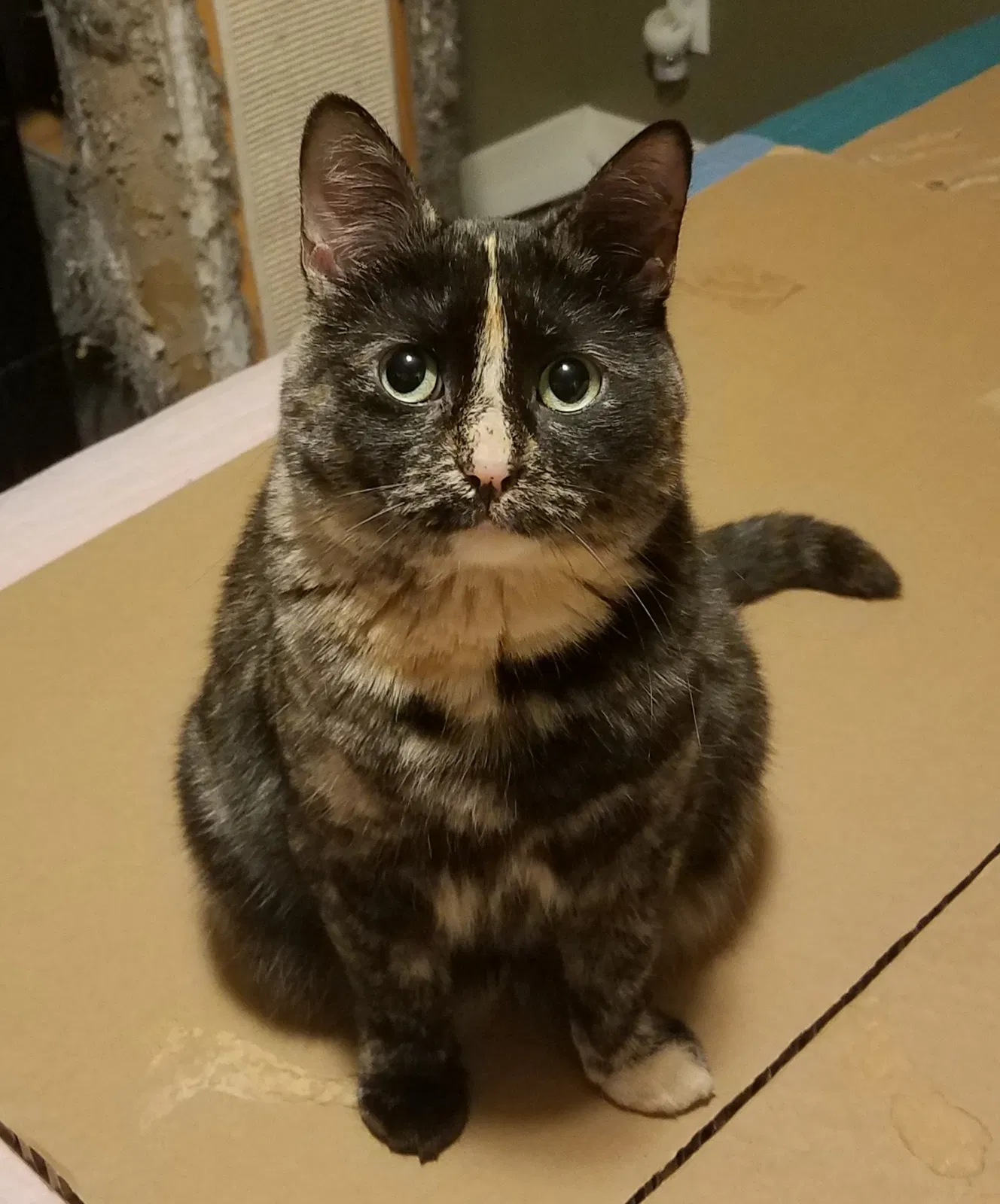 Lost cat in Grand Rapids, MI, 49504