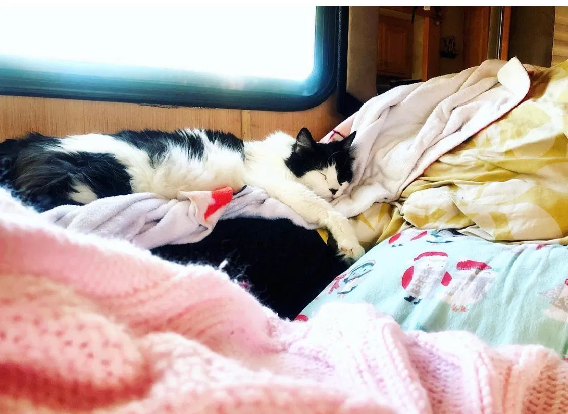 Lost cat in Ocala, FL, 34471