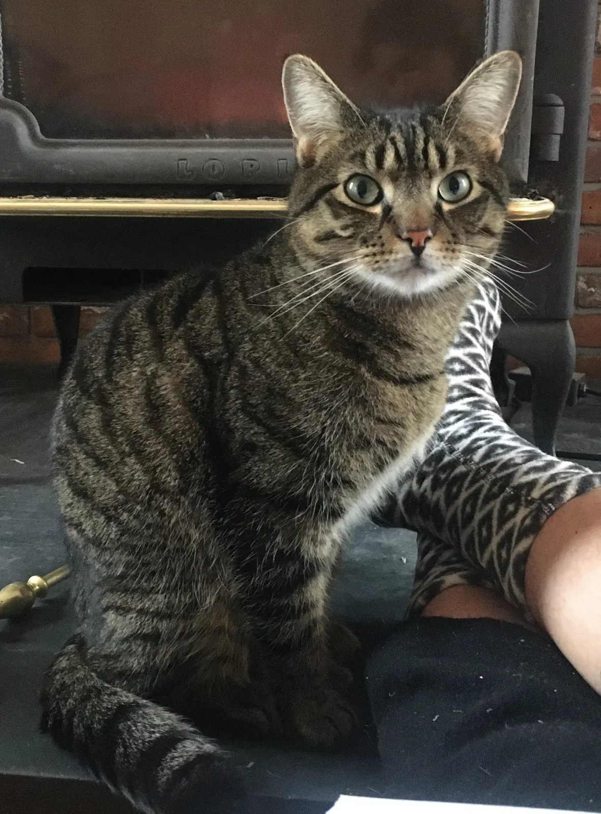 Lost cat in Oakland, CA, 94606