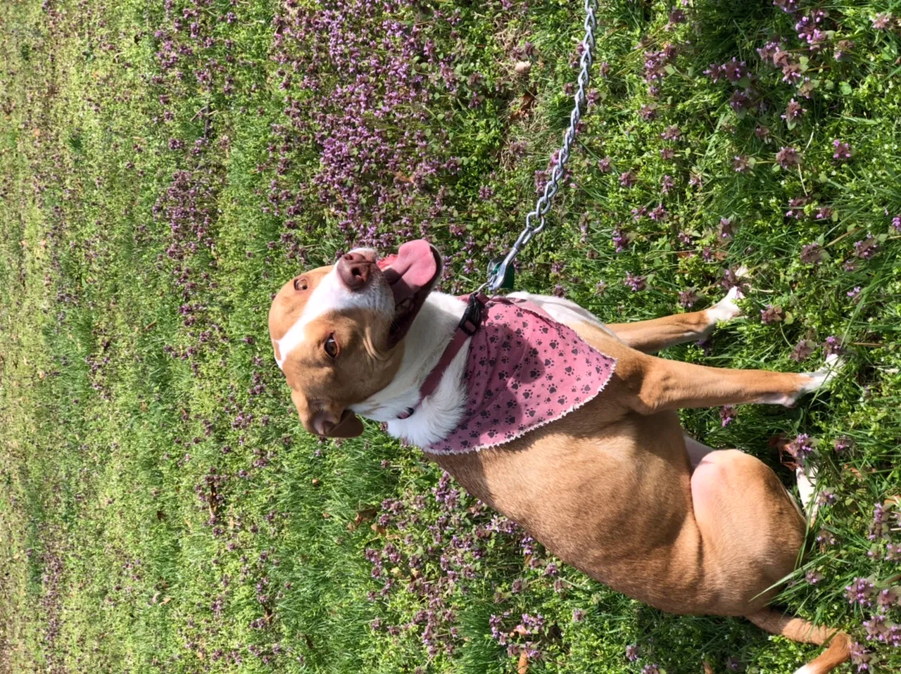 Lost dog in Sterling, VA, 20165